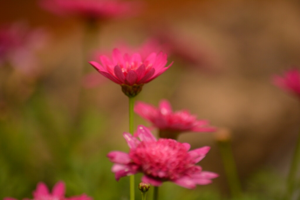 Argytanthemum Medeira hot pink ..... by ziggy77