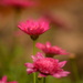 Argytanthemum Medeira hot pink ..... by ziggy77