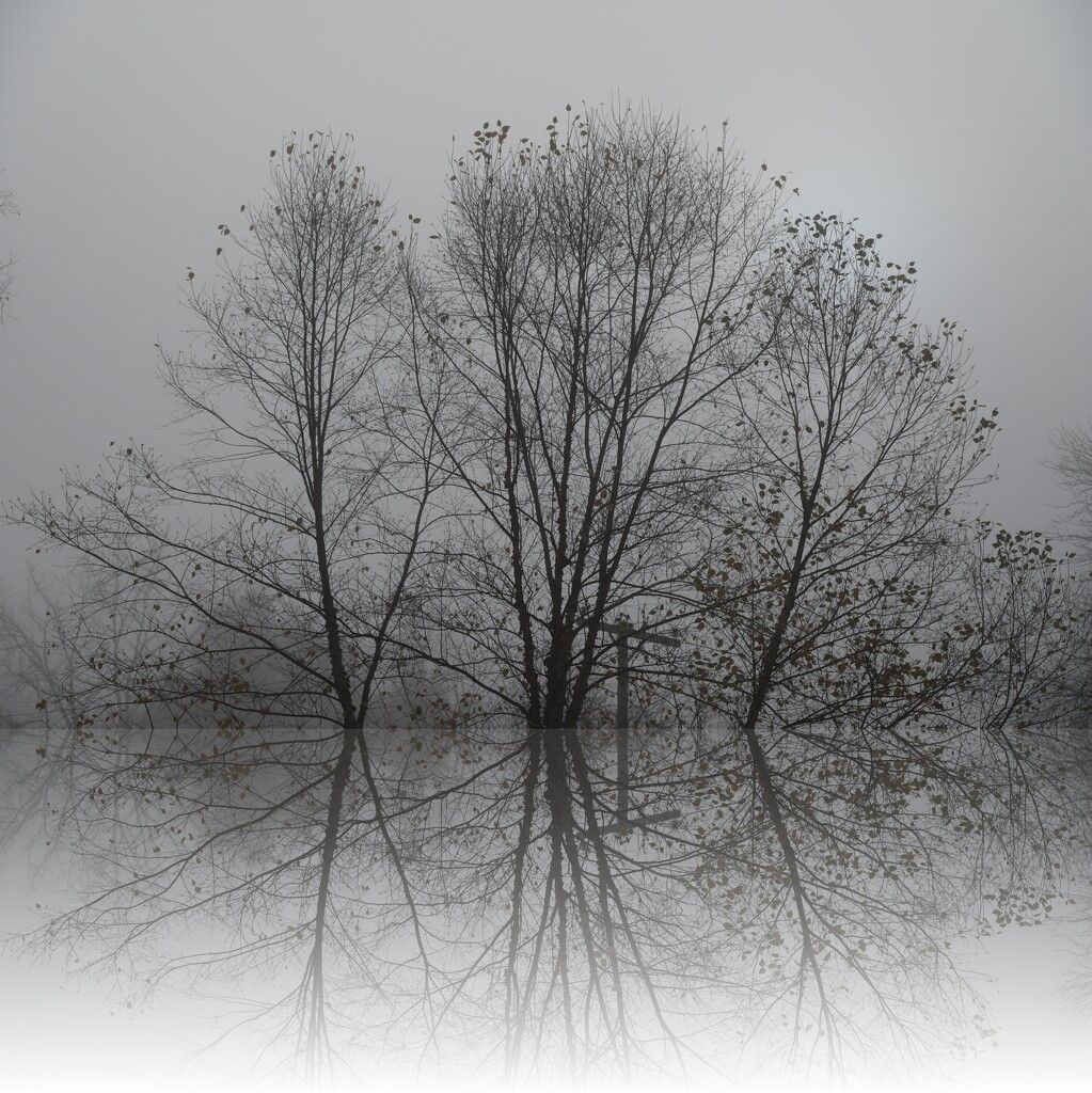 Tree Reflection by mdaskin