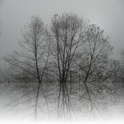 28th Oct 2022 - Tree Reflection