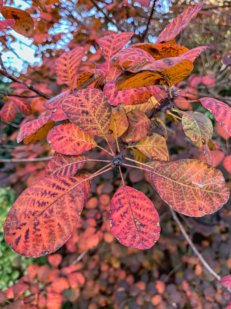 Autumn colour again by pamknowler