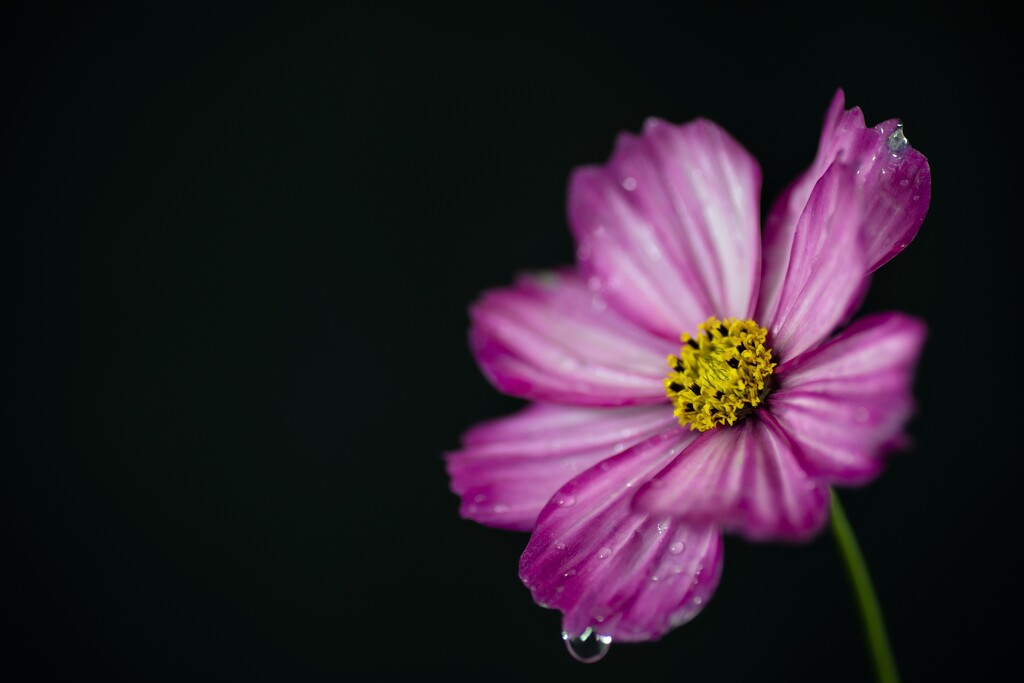 Cosmos ISO 100 by carole_sandford