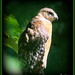 Hawk on Watch by vernabeth