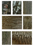 31st Oct 2022 - 10-31 - Bark of trees