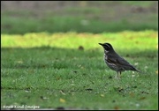 2nd Nov 2022 - My first redwing this year