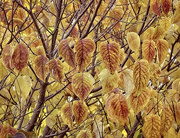 2nd Nov 2022 - Cascade of Golden Leaves