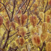 Cascade of Golden Leaves by gardencat