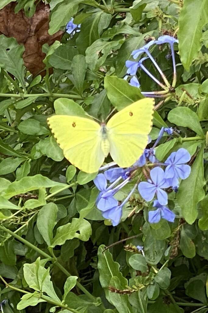 Cloudless Sulphur butterfly in South Carolina by tunia