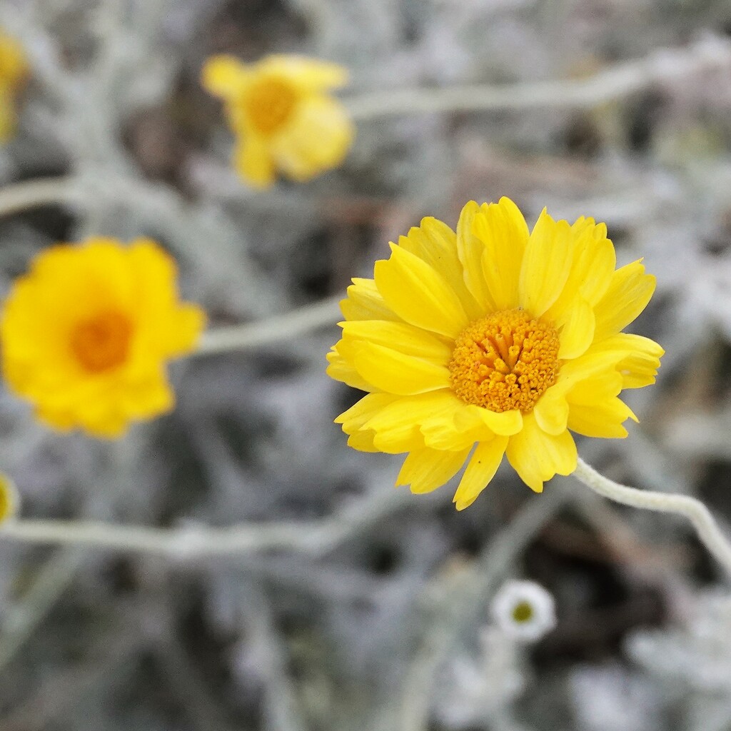 Golden flower by sandlily