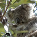 such sweet Hope by koalagardens