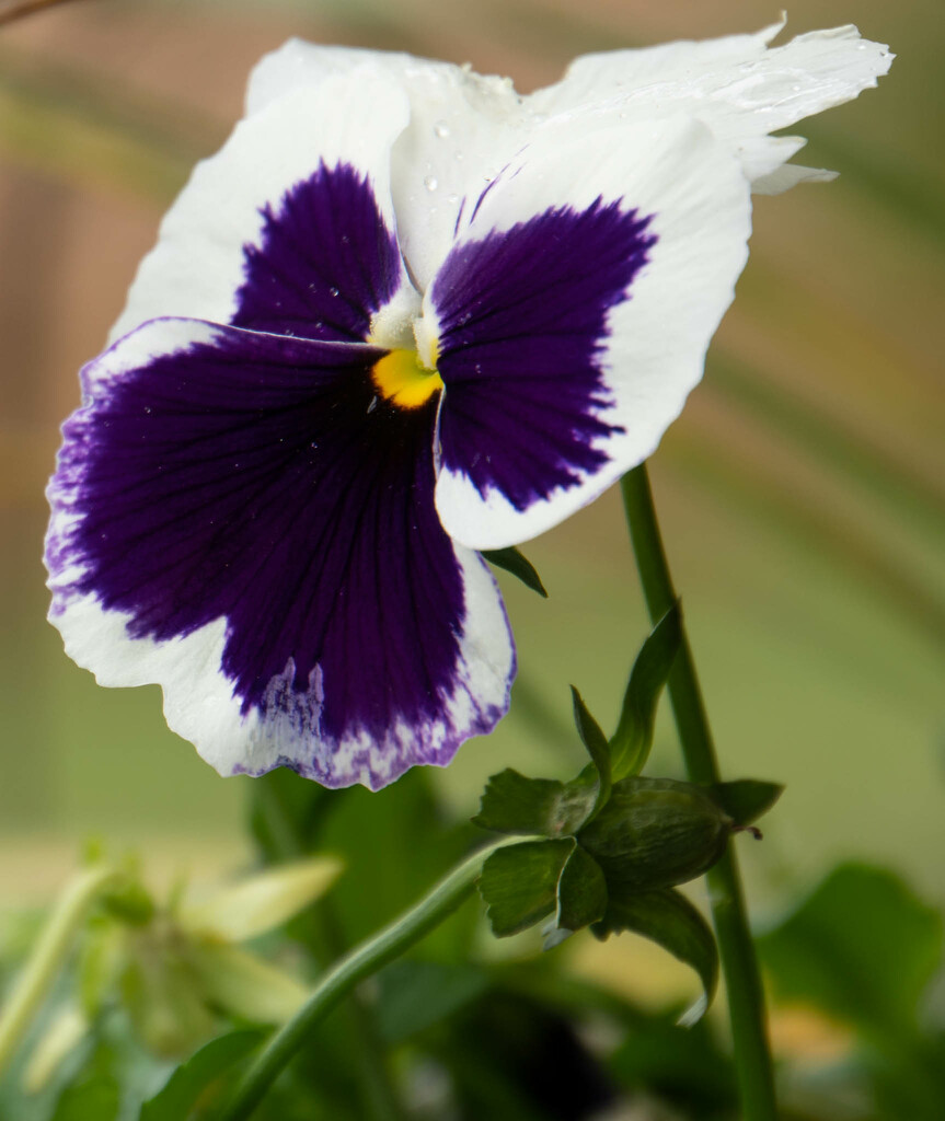 The Pansy by randystreat