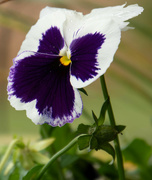 2nd Nov 2022 - The Pansy