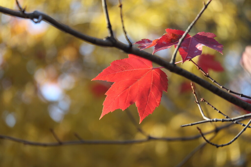 Red Maple by 365projectorgheatherb