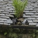 Pigeons nest just about anywhere! by shepherdmanswife