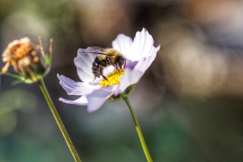 Cosmos&bee by amyk