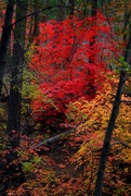 1st Nov 2022 - forest in fall
