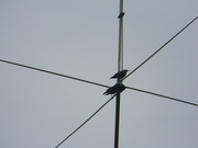 2nd Nov 2022 - Two Birds on Wire 