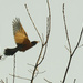 American robin in flight by rminer