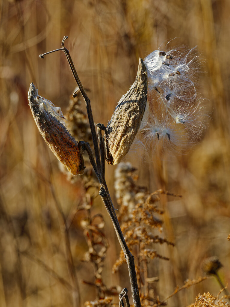 milkweed seeds by rminer