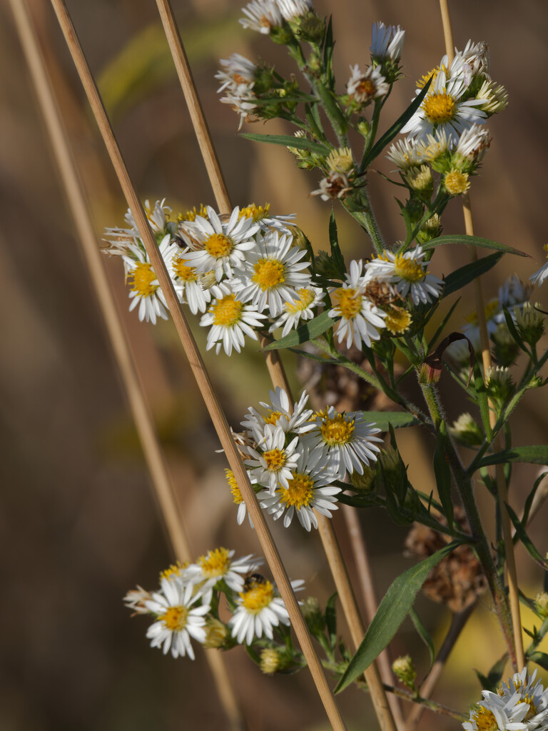 Hairy white oldfield Asters by rminer