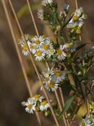 2nd Nov 2022 - Hairy white oldfield Asters