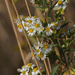 Hairy white oldfield Asters by rminer