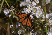 2nd Nov 2022 - Monarch and Asters