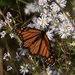 Monarch and Asters by timerskine