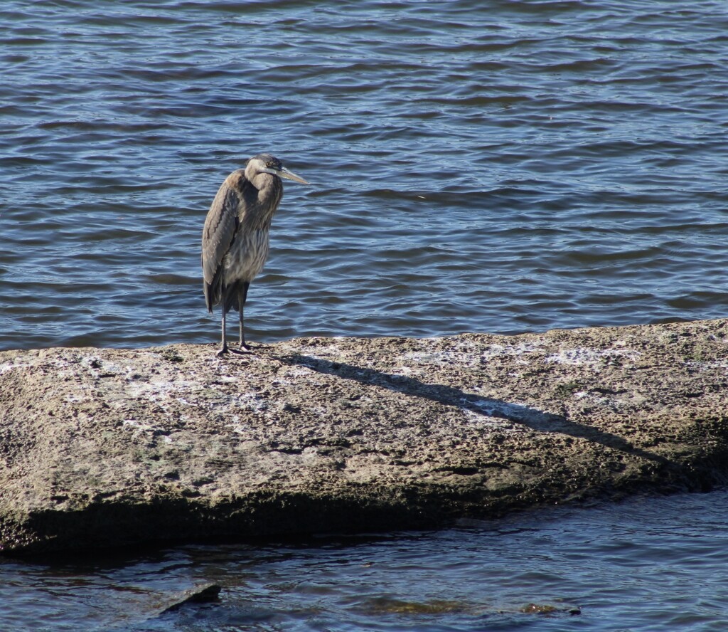 Great Blue Heron by mltrotter