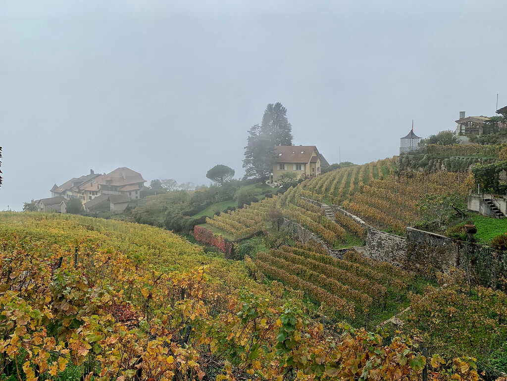 Vineyards of Lavaux, Switzerland.  by cocobella