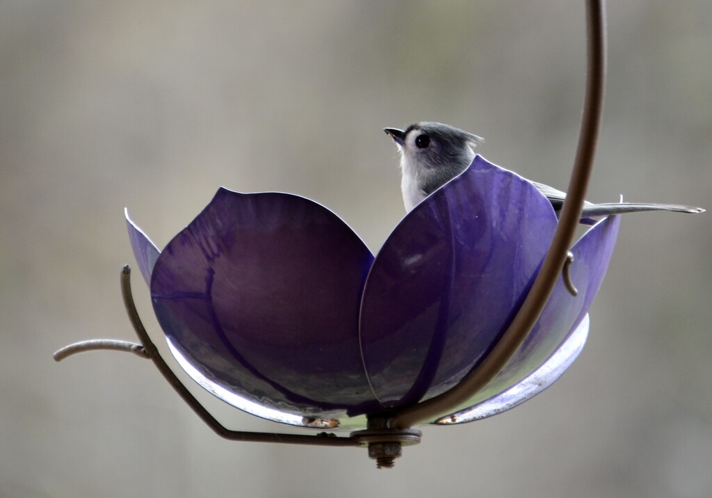 Tufted titmouse having a snack by kathyladley