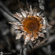 3rd Nov 2022 - Dried Flower