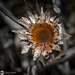 Dried Flower by yorkshirekiwi