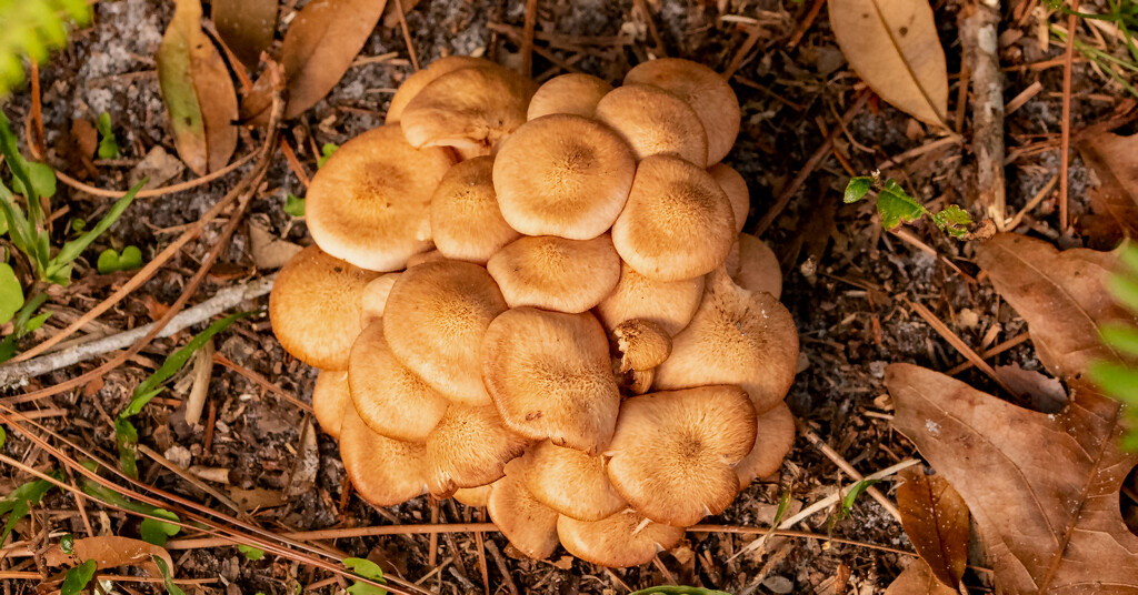 Clump of Fungi! by rickster549