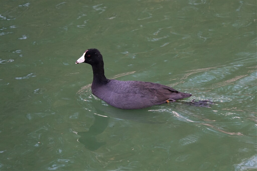 American Coot by sandlily