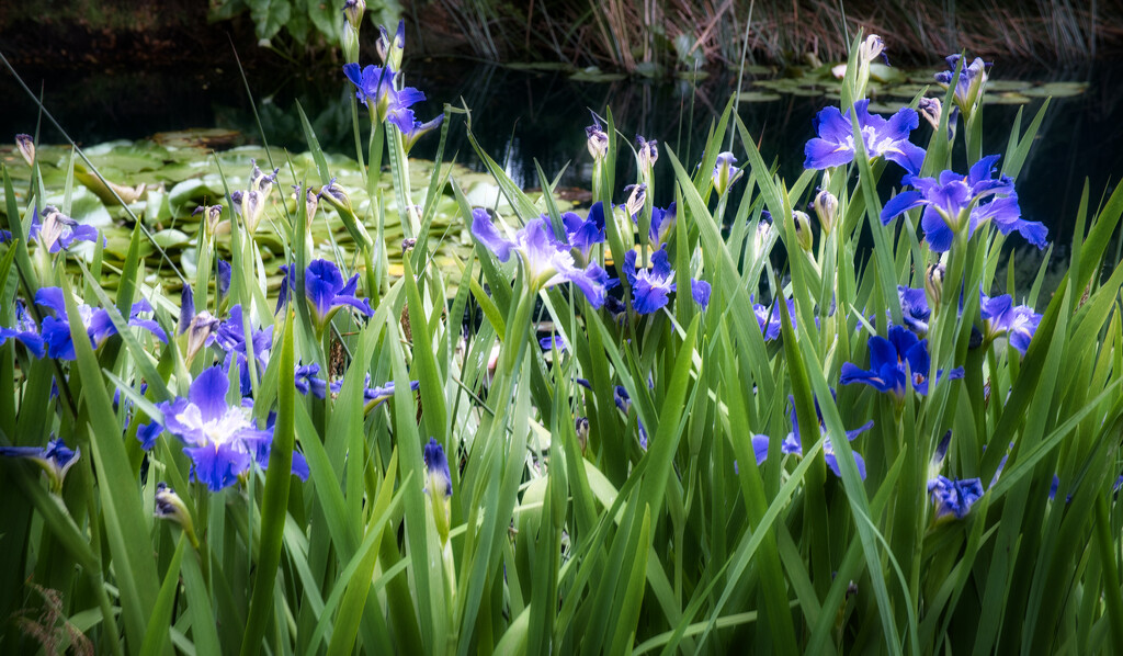 Japanese Iris by dkbarnett