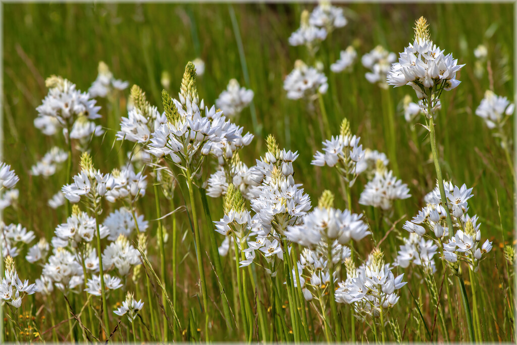 A field of Chincherinchee  by ludwigsdiana