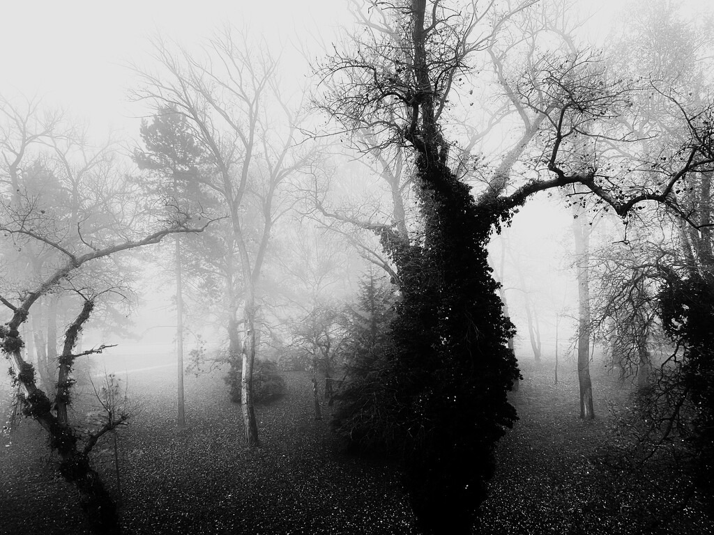 Morning Fog by rensala