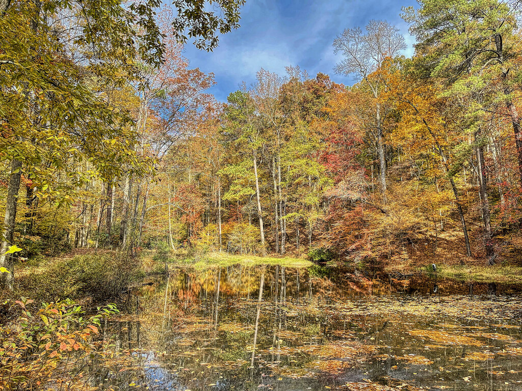 Fall Around the Pond by k9photo