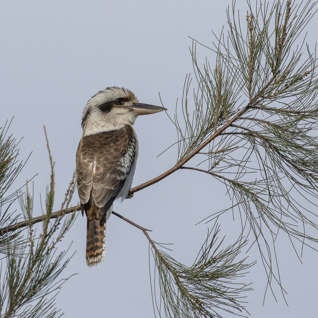 Kookaburra sits in the old pine tree! by bugsy365