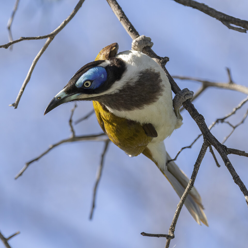 Blue-faced Honeyeater by bugsy365