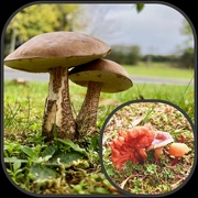 2nd Nov 2022 - Fungi 