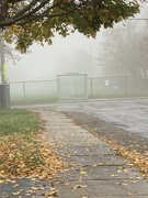 3rd Nov 2022 - Foggy Morning 