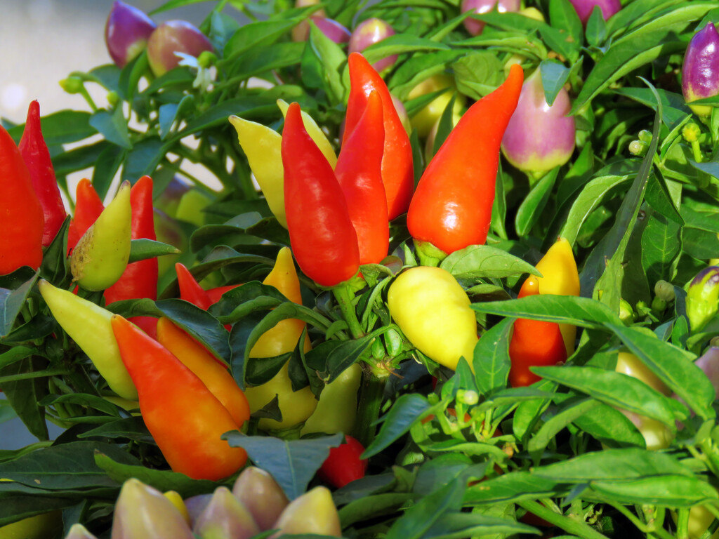 Ornamental Peppers by seattlite
