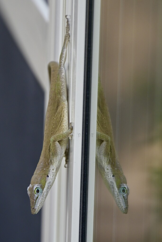 Anole Reflection  by metzpah