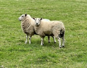 9th Feb 2022 - Lovely sheep