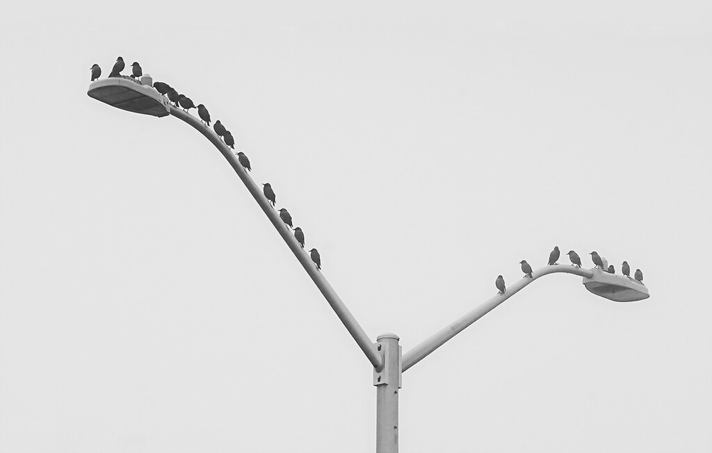 Y - are all the birds on the same streetlight ?  by gardencat