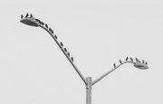 3rd Nov 2022 - Y - are all the birds on the same streetlight ? 