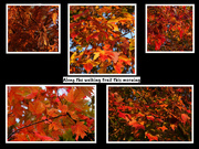 3rd Nov 2022 - And We Thought There'd Be No Color This Fall