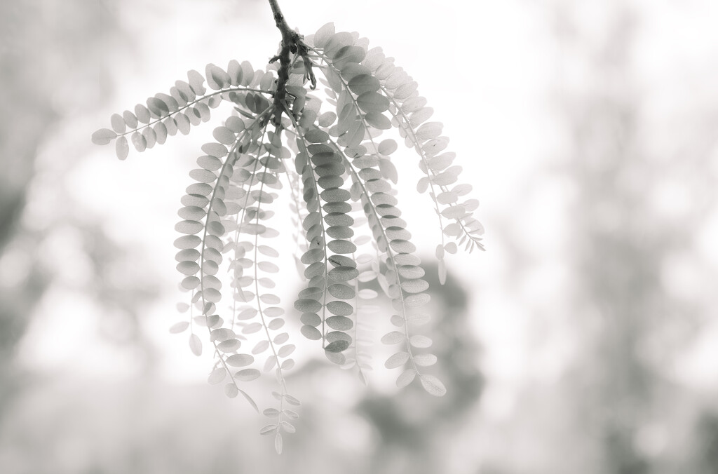 Kowhai in the Light by nickspicsnz